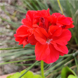 Geranium (Upright) 'Pelgardini Occold Shield'